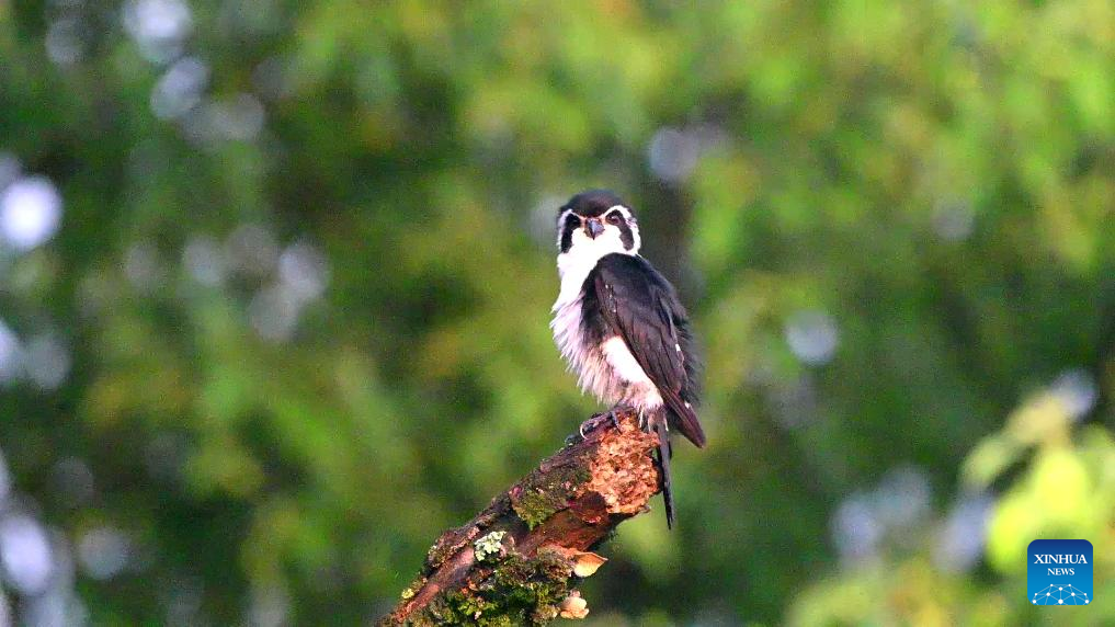 vogelspotten